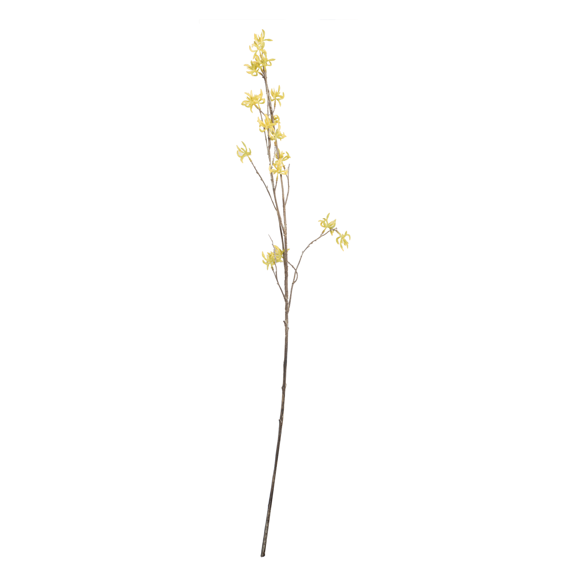 Witch Hazel Stem