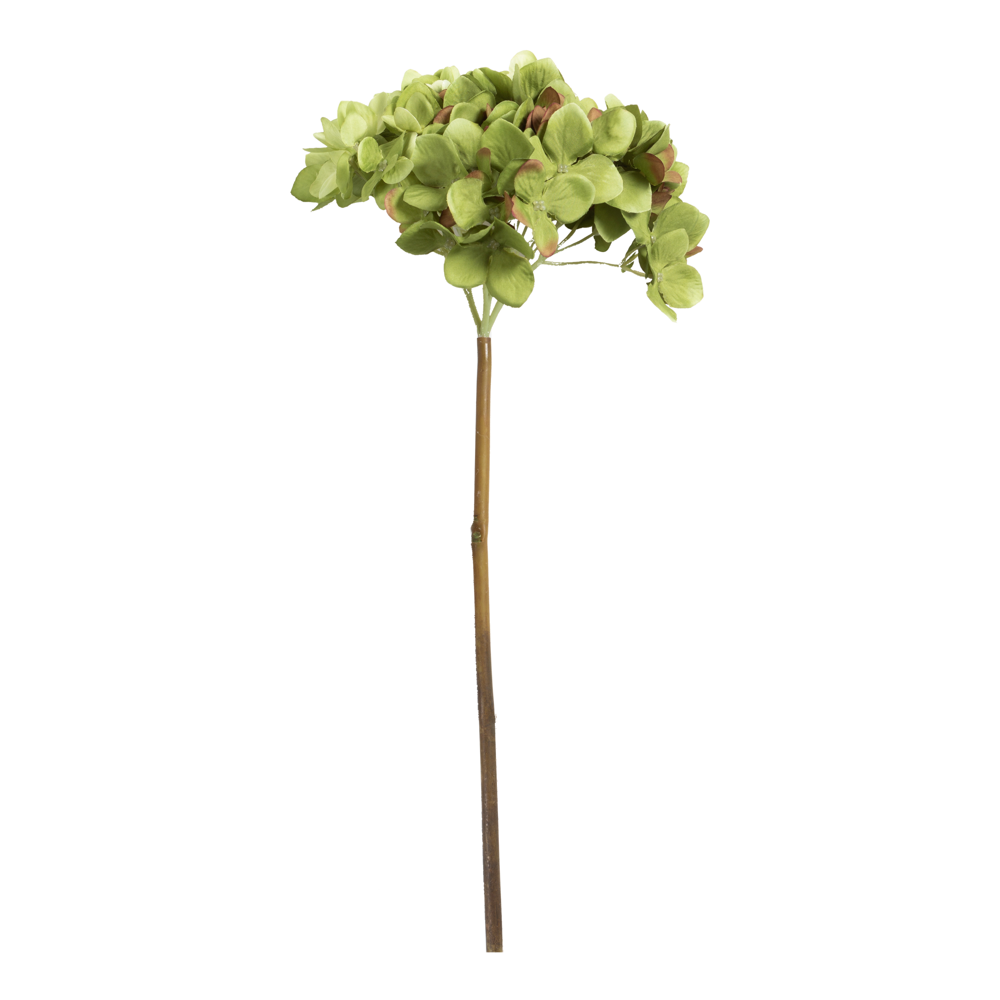 Hydrangea Stem