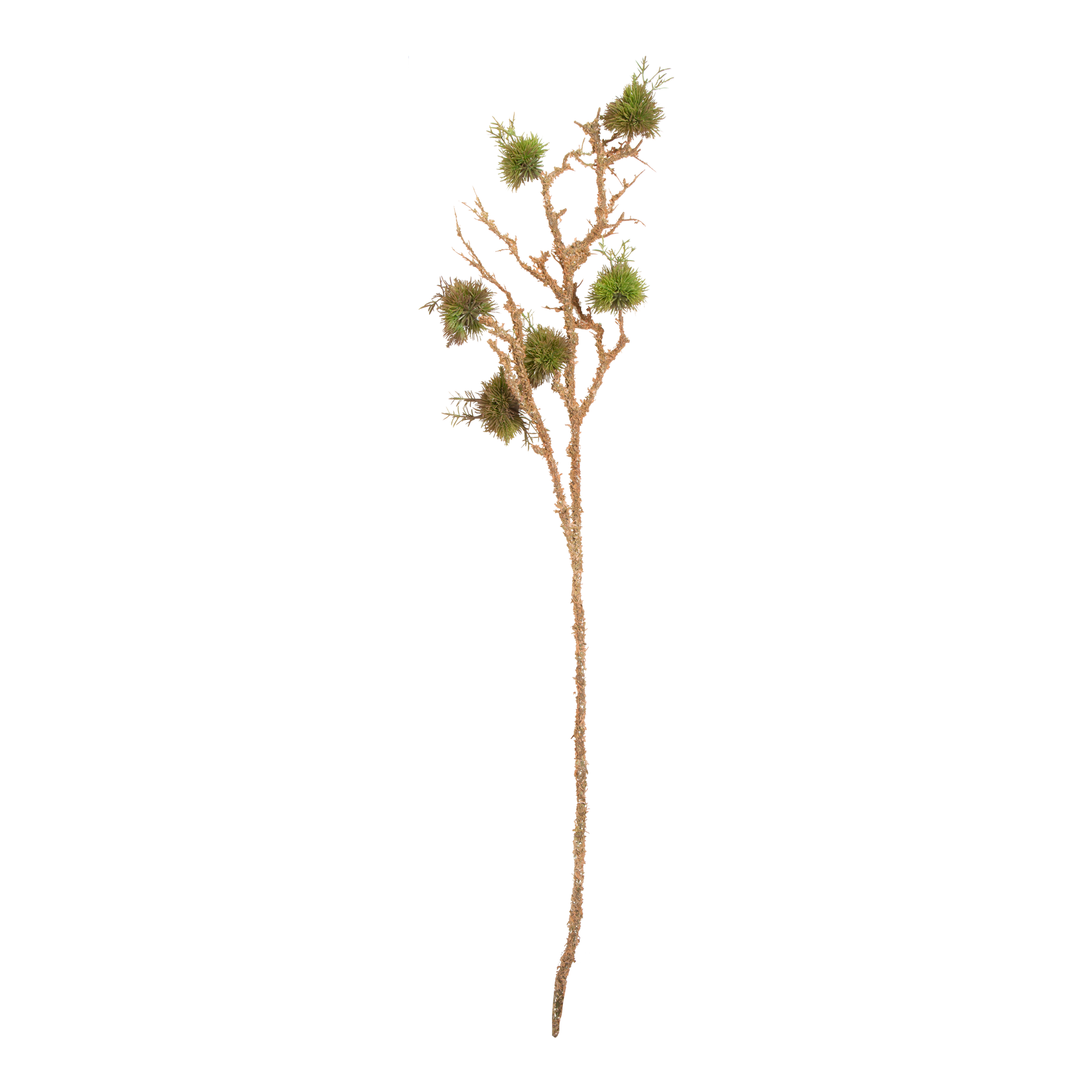 Moss Branch Stem